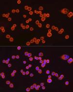 CMTM6 Recombinant Rabbit Monoclonal Antibody (7N3H5)