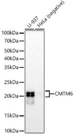CMTM6 Antibody in Western Blot (WB)