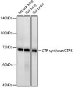 CTPS Recombinant Rabbit Monoclonal Antibody (9T4J2)