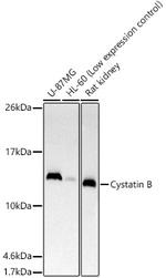 Cystatin B Antibody in Western Blot (WB)