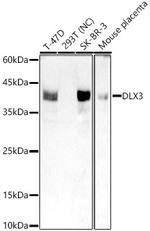 DLX3 Recombinant Rabbit Monoclonal Antibody (9W6N0)
