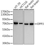 DPP3 Recombinant Rabbit Monoclonal Antibody (6U3A3)