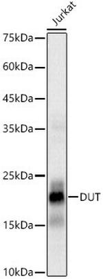 DUT Recombinant Rabbit Monoclonal Antibody (6B7N2)