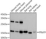 TXNDC12 Antibody in Western Blot (WB)