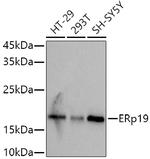 TXNDC12 Antibody in Western Blot (WB)