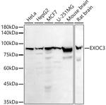 EXOC3 Antibody in Western Blot (WB)