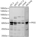 FPGS Antibody in Western Blot (WB)