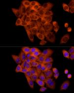 FRAT1 Antibody in Immunocytochemistry (ICC/IF)