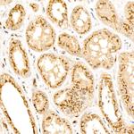 GOLGB1 Antibody in Immunohistochemistry (Paraffin) (IHC (P))