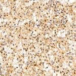 GOLGB1 Recombinant Rabbit Monoclonal Antibody (8P10L5)