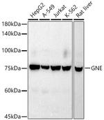 GNE Recombinant Rabbit Monoclonal Antibody (5T9K10)