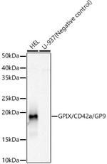 CD42a Recombinant Rabbit Monoclonal Antibody (9C6U5)