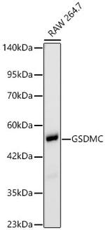 GSDMC Antibody in Western Blot (WB)