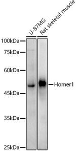 HOMER1 Recombinant Rabbit Monoclonal Antibody (8V9P2)