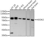 HOOK2 Recombinant Rabbit Monoclonal Antibody (8C9Q8)