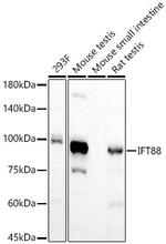 IFT88 Recombinant Rabbit Monoclonal Antibody (6P4S5)