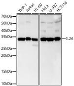 IL-26 Recombinant Rabbit Monoclonal Antibody (3X7T1)