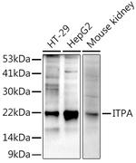 ITPA Recombinant Rabbit Monoclonal Antibody (2O6K5)