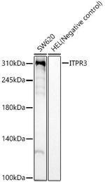 ITPR3 Recombinant Rabbit Monoclonal Antibody (9D3H2)