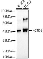 KCTD9 Recombinant Rabbit Monoclonal Antibody (4Y6K9)