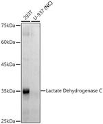 LDHC Recombinant Rabbit Monoclonal Antibody (3I8B3)