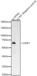 LOXL1 Recombinant Rabbit Monoclonal Antibody (4H3V8)