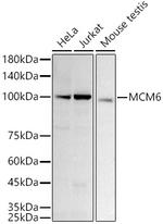 MCM6 Recombinant Rabbit Monoclonal Antibody (8Z6Q3)