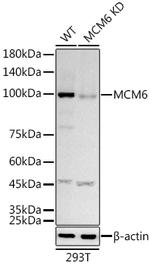 MCM6 Antibody in Western Blot (WB)