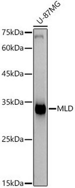 DEGS1 Recombinant Rabbit Monoclonal Antibody (9D6X8)