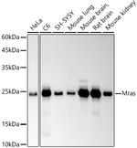 MRAS Recombinant Rabbit Monoclonal Antibody (3F6Q10)