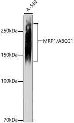 MRP1 Recombinant Rabbit Monoclonal Antibody (3W1Y4)