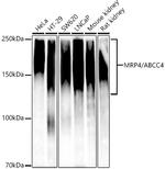 MRP4 Recombinant Rabbit Monoclonal Antibody (9W2S0)