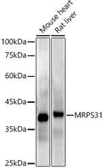 MRPS31 Antibody in Western Blot (WB)