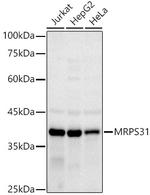 MRPS31 Antibody in Western Blot (WB)