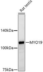 MYO19 Antibody in Western Blot (WB)
