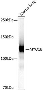 MYO1B Antibody in Western Blot (WB)