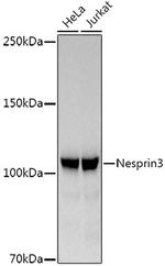 SYNE3 Antibody in Western Blot (WB)
