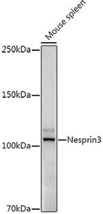 SYNE3 Antibody in Western Blot (WB)