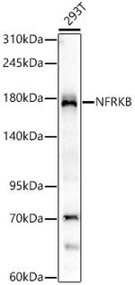 NFRKB Antibody in Western Blot (WB)