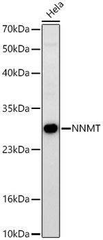 NNMT Recombinant Rabbit Monoclonal Antibody (7S1G2)