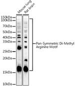 Symmetric Di-Methyl Arginine Antibody in Western Blot (WB)