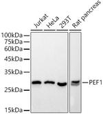 PEF1 Antibody in Western Blot (WB)