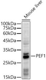PEF1 Antibody in Western Blot (WB)