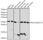 PRDX6 Recombinant Rabbit Monoclonal Antibody (1A9W5)