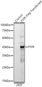 Pejvakin Recombinant Rabbit Monoclonal Antibody (10R1X6)