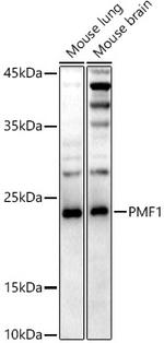 PMF1 Antibody in Western Blot (WB)