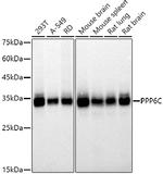 PPP6C Recombinant Rabbit Monoclonal Antibody (6O2N8)