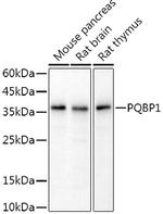 PQBP1 Antibody in Western Blot (WB)