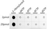 Pseudouridine Antibody in Dot Blot (DB)
