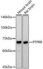 PCPTP1 Recombinant Rabbit Monoclonal Antibody (5R6L5)